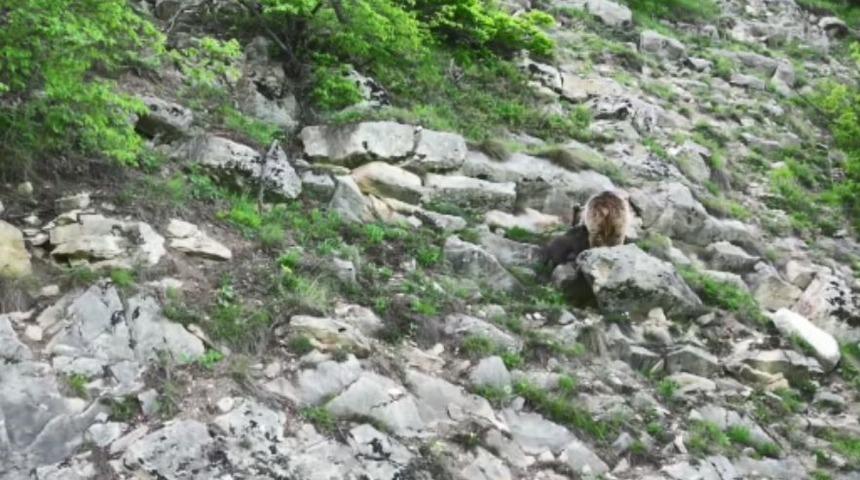 Artvin’de anne ayı yavrusunu emzirirken kameralara takıldı