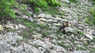 Yer: Artvin! Dronla çekim yaparken nadir görülen bir olaya şahit oldular