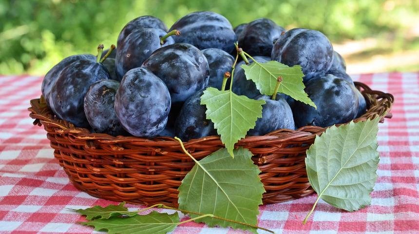Mürdüm eriği faydaları: Mürdüm eriği neye iyi gelir, kilo verdirir mi?	
