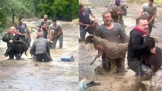 Kucaklarında taşıdılar! Denizli'yi sel vurdu... Hayvanlarını kurtarmak için zamana karşı yarış