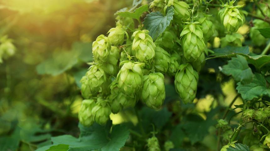 Şerbetçi otu faydaları: Şerbetçi otu ne işe yarar?	