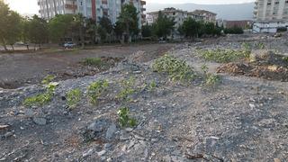 Görenleri şaşırttı! Kuruyemiş dükkanının enkazından ayçiçekleri boy verdi: Çok farklı, çok duygusal bir sahne