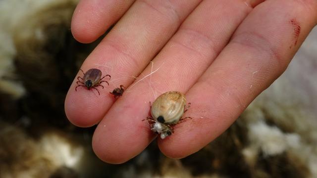 Çoğu insan korkarken, o boncukla oynar gibi oynuyor! Onca ölüme rağmen yaklaşımıyla şaşırtan Tokatlı çoban: Bana yapıştığı zaman elimle kopartıp atıyorum