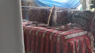 Şehir merkezine indi, evin balkonunda sabahladı... Burdur'da yavru tilki böyle görüntülendi!