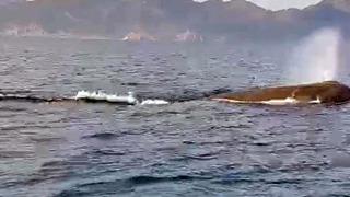 Marmaris açıklarında 'balina' heyecanı! Bir anda gezi teknesinin yanında belirdi  