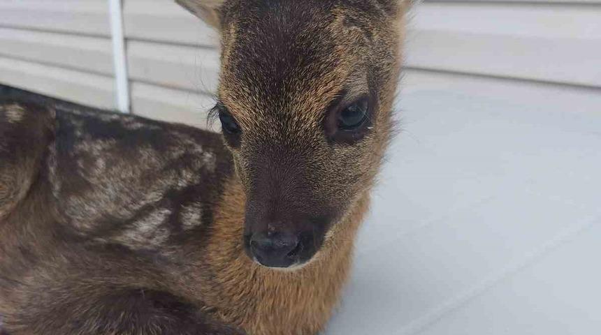 Buldukları yavru karacayı Doğa Koruma ve Milli Parklar yetkililerine teslim ettiler