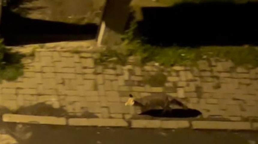 Aç kaldığı düşünülen tilki şehir merkezine indi