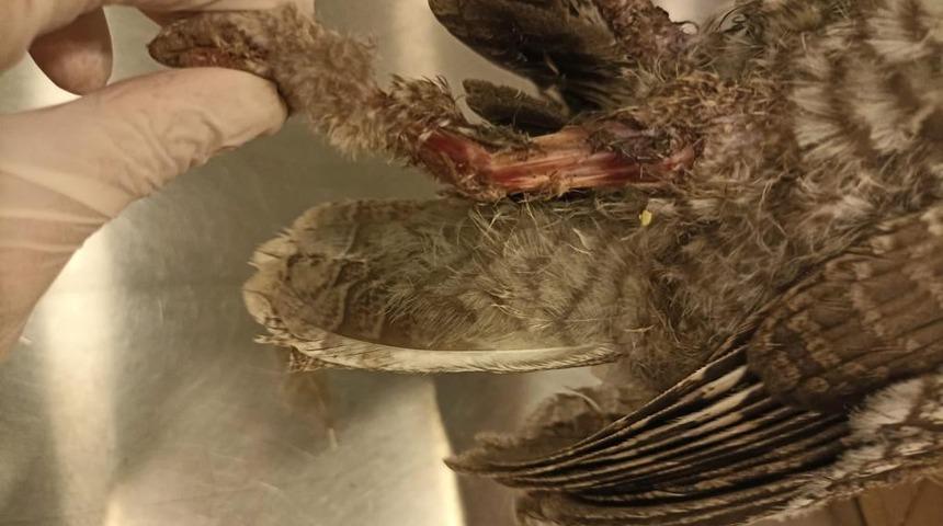 Bodrum’da elektrik akımına kapılan 3 baykuştan ikisi telef oldu