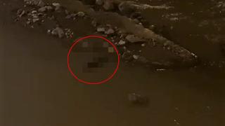 Nesli tükenme tehlikesi altında! Karabük'te böyle görüntülendi