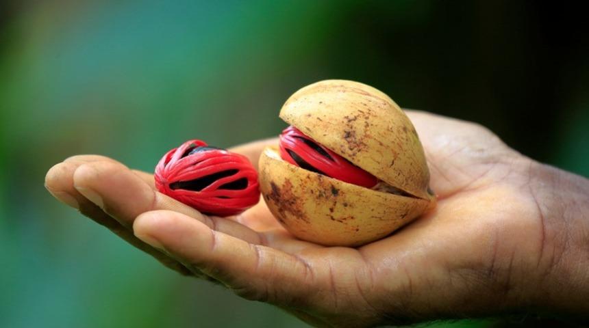 T&uuml;rkiye'nin yeni tanıştığı baharat! Lezzetin adı MUSKAT