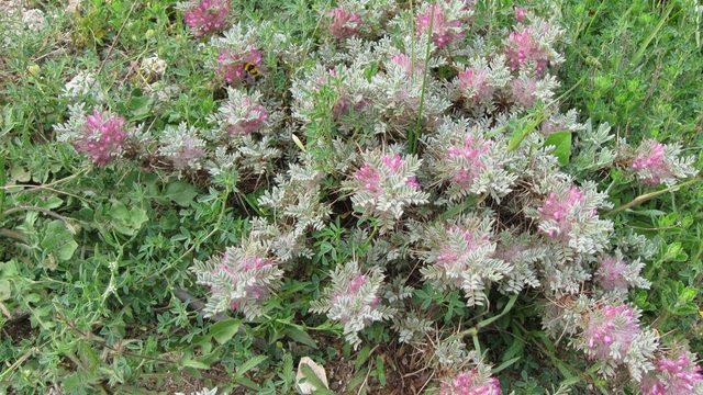 Kitre ya da geven balını duydunuz mu! Okuyun ve kullanmaya çalışın