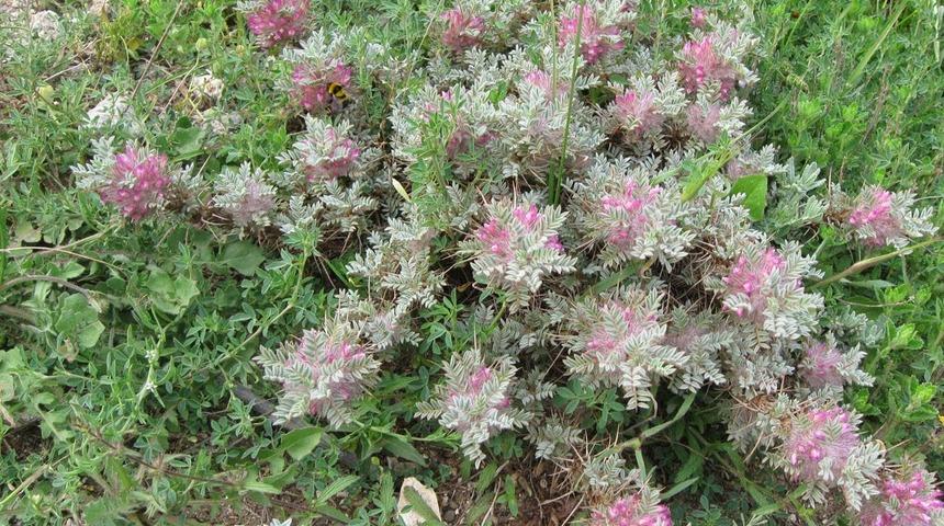 Kitre ya da geven balını duydunuz mu! Okuyun ve kullanmaya &ccedil;alışın