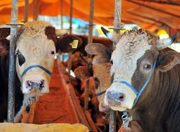 Kurbanlık fiyatları cep yakıyor! İşte büyükbaş ve küçükbaş hayvan fiyatları