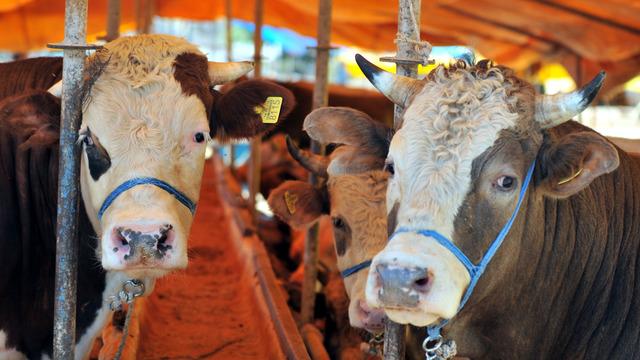 Kurbanlık fiyatları cep yakıyor! İşte büyükbaş ve küçükbaş hayvan fiyatları