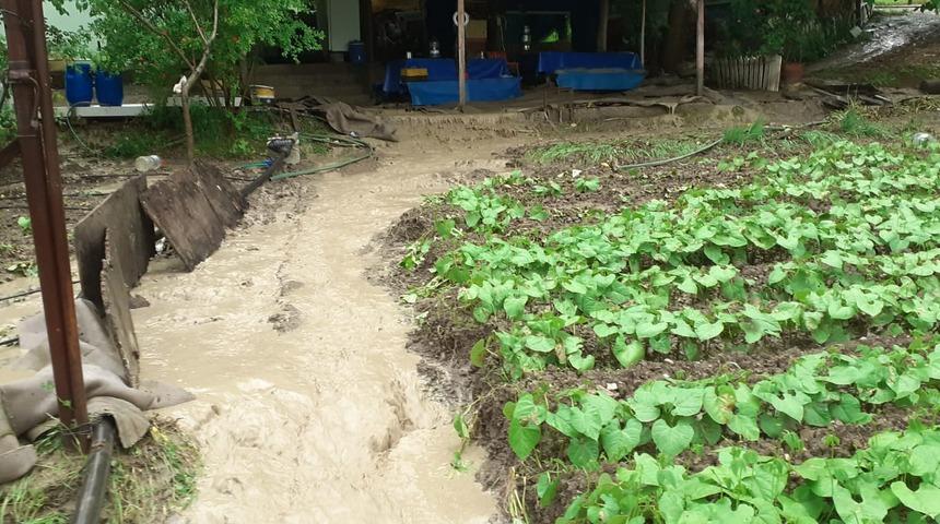 Karab&uuml;k'te sağanak nedeniyle tarım arazileri zarar g&ouml;rd&uuml;