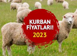 KURBAN FİYATLARI 2023: Kurban fiyatları ne kadar, kaç TL? Dana, tosun, kuzu, koyun küçükbaş ve büyükbaş ile en ucuz kurban fiyatı...