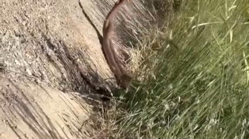 Elazığ’da yılanların dansı