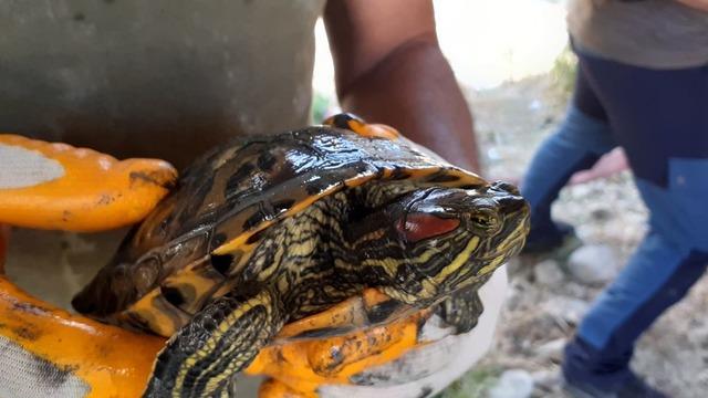 EKODOSD’tan “istilacı tür” uyarısı