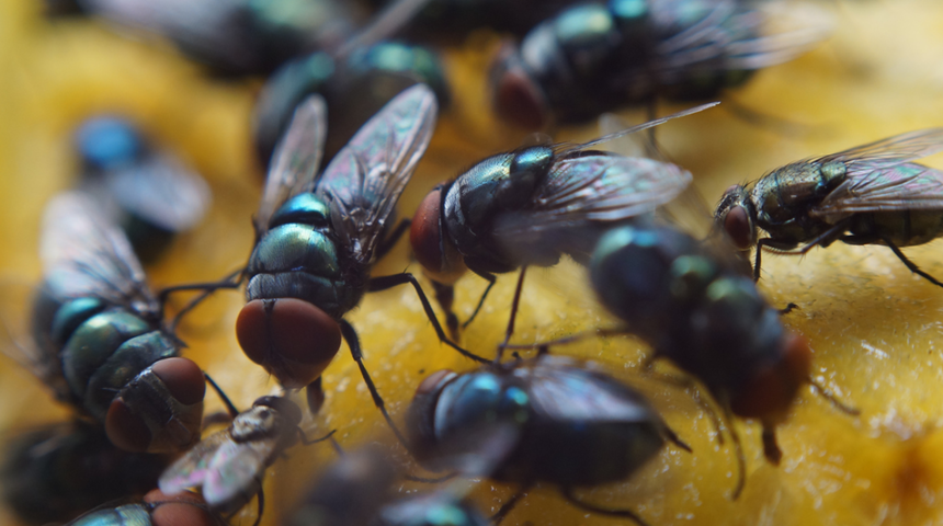Sinekleri kovan en ucuz ve etkili y&ouml;ntem! Kokusunu aldıkları an ka&ccedil;arlar