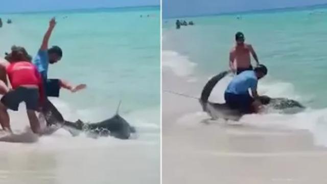 Görenler şaşkınlığını gizleyemedi! Balık oltasına takılan 1.8 metrelik köpek balığının resmen sırtına çıktı