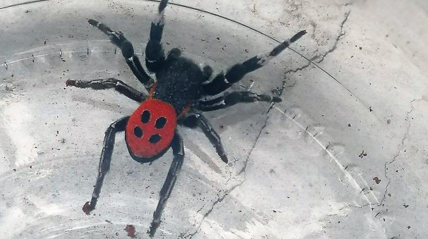 Denizli’de zehirli uğur böceği örümceği görüldü