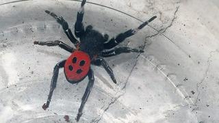 Denizli’de zehirli uğur böceği örümceği görüldü