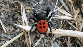 Muğla'da cep telefonuyla kaydedildi! Zehirli uğur böceği alarmı