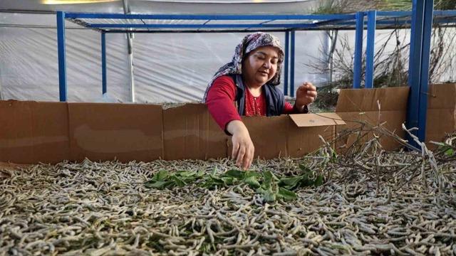 İpekböcekçiliği üretiminde yüzler gülüyor
