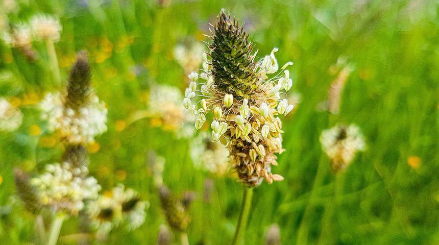 Damar otu faydaları nelerdir, ne işe yarar? Damar otu nasıl kullanılır, 