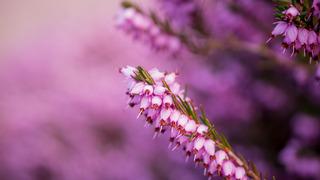 Funda suyu faydaları nelerdir, neye iyi gelir? Funda suyu ne işe yarar, nasıl kullanılır?