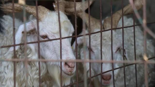 KURBAN BAYRAMI TATİLİ 2023: Kurban bayramı tatili ne zaman başlıyor, hangi tarihte, 9 gün oldu mu? Cumhurbaşkanı Erdoğan açıkladı