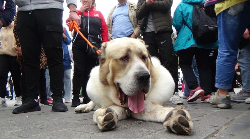 Yer: Taksim! Vatandaşlar görünce şaşkınlıklarını gizleyemedi
