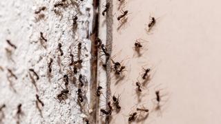 Karıncalardan kurtulmanın en basit yolu! Tek malzemeyle evdeki karıncaları yok edebilirsiniz