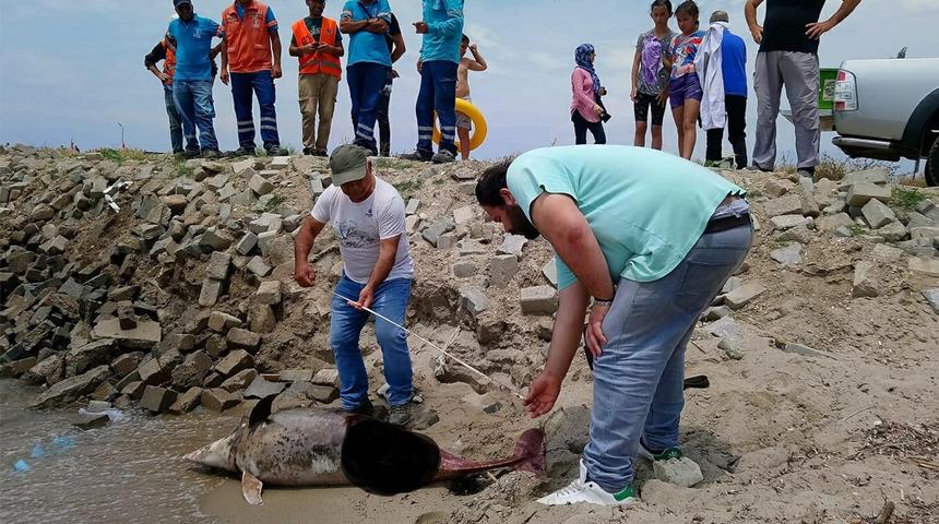 Son bir haftada bu altıncı: Yetkilileri harekete geçiren olay! Ağır kokuşma, aşırı bozulma, delikler...