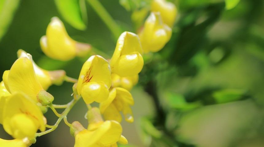 Katırtırnağı adını duydunuz mu? Mucizevi sarışının inanılmaz faydaları
