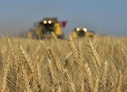 BUĞDAY ALIM FİYATLARI 2023: TMO buğday ve arpa fiyatları ne kadar, kaç TL? Cumhurbaşkanı Erdoğan açıkladı!