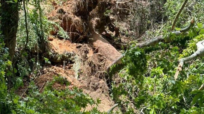 Muğla'da feci olay! Turistlerin üzerine devrildi...