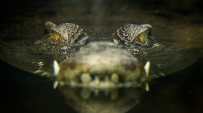 Tıp dünyasını şaşkına çeviren olay! Tam 16 yıldır yalnız başına yaşayan ve hiç çiftleşmeyen timsah hamile kaldı