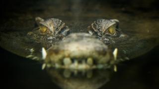 Tıp dünyasını şaşkına çeviren olay! Tam 16 yıldır yalnız başına yaşayan ve hiç çiftleşmeyen timsah hamile kaldı