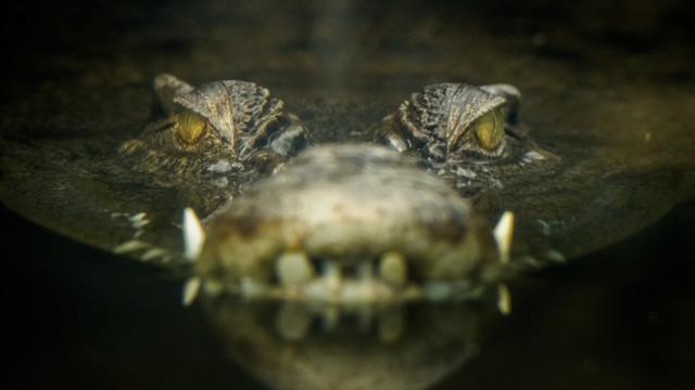 Tıp dünyasını şaşkına çeviren olay! Tam 16 yıldır yalnız başına yaşayan ve hiç çiftleşmeyen timsah hamile kaldı