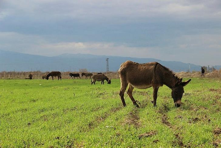 Sütünde şifa buldu sonrasında çiftlik kurdu! G3