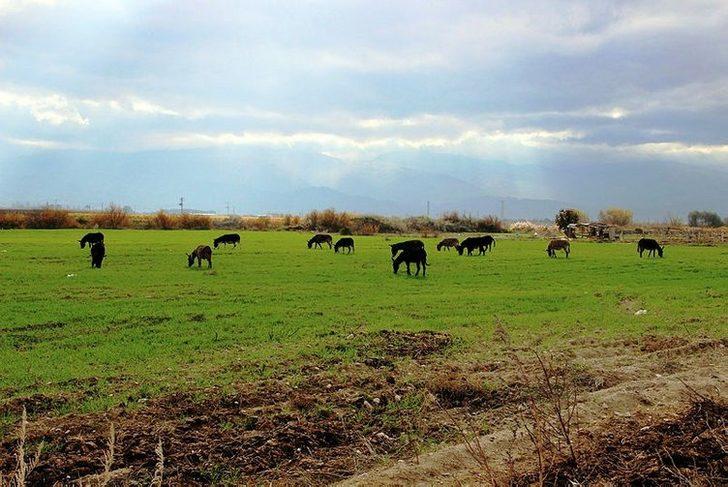 Sütünde şifa buldu sonrasında çiftlik kurdu! G4