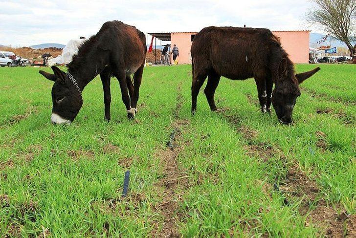 Sütünde şifa buldu sonrasında çiftlik kurdu! G5