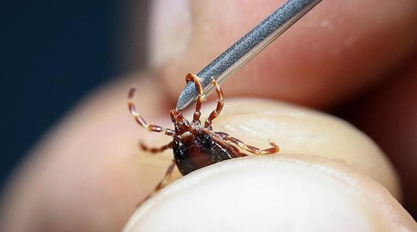 Amasya'da kene paniği! 15 gün sonra hastanede hayatını kaybetti