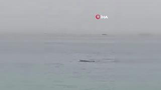 Mısır'da köpek balığı dehşeti! Rus turist hayatını kaybetti... 