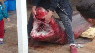 İmralı açıklarında hamsi ağlarına ‘camgöz’ takıldı