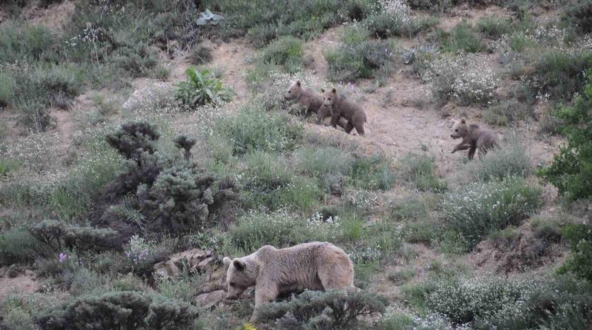 Tunceli’de bozayı yavruları fotoğraflandı