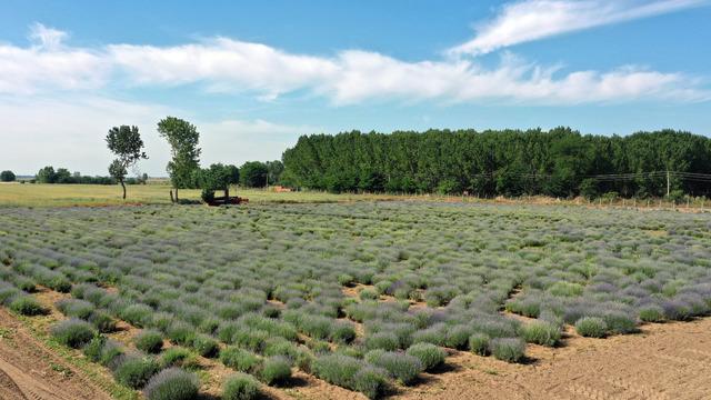 Edirne Lavanta Tarla Günlerine hazırlanıyor