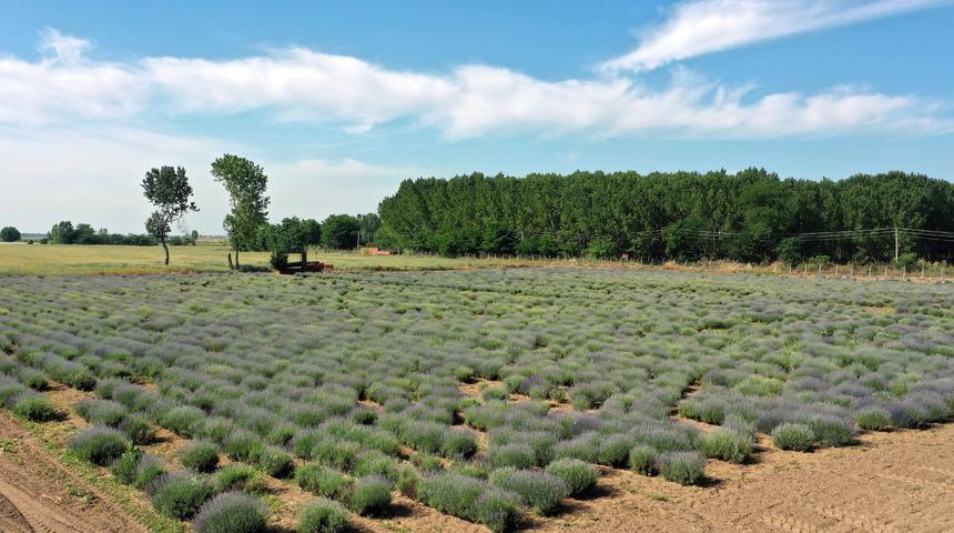 Edirne "Lavanta Tarla Günleri"ne hazırlanıyor