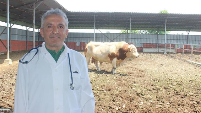 Besi çiftliğinin 'Kral'ı... Fiyatı adeta ikinci el otomobiller ile yarışıyor! 1 ton 400 kilo ağırlığında